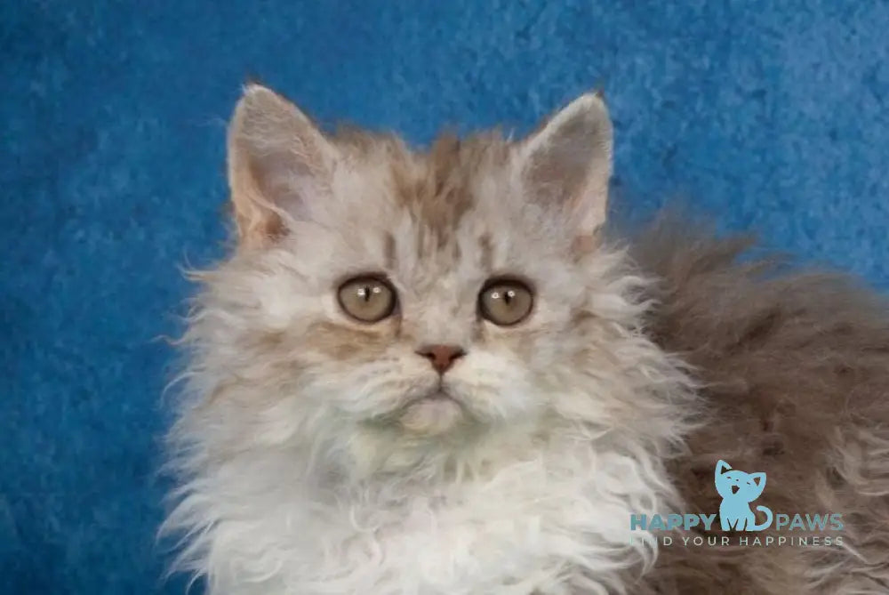 Willy Wonka Selkirk Rex male chocolate silver bicolour live animals