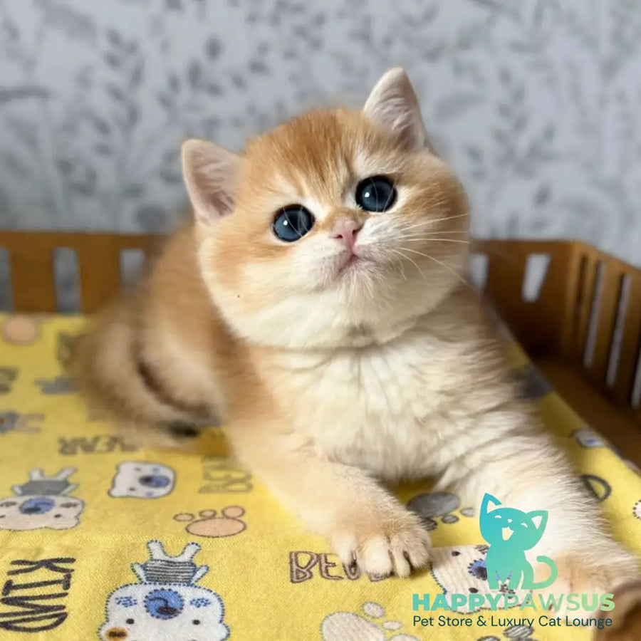 Wilma British Shorthair female black golden chinchilla - live animals