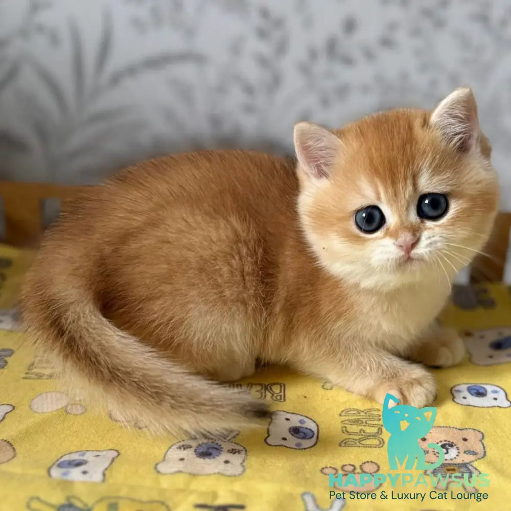 Wilma British Shorthair female black golden chinchilla - live animals
