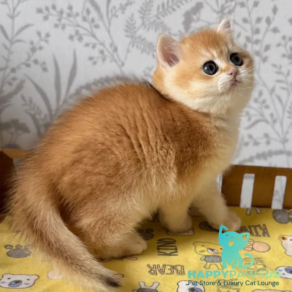 Wilma British Shorthair female black golden chinchilla - live animals