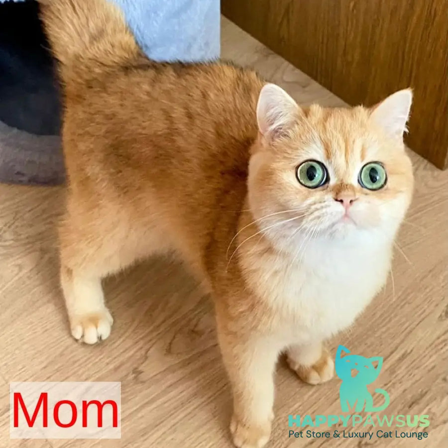 Wilma British Shorthair female black golden chinchilla - live animals
