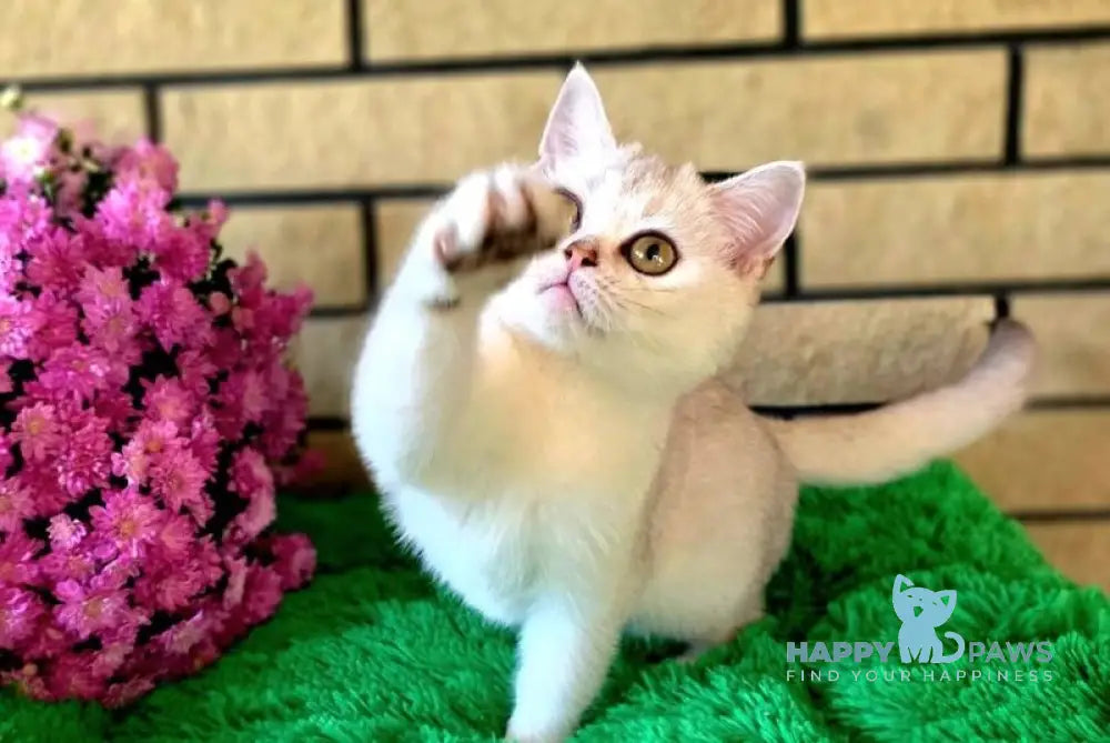 Wilma British Shorthair female chocolate silver shaded live animals