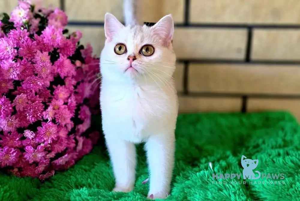 Wilma British Shorthair female chocolate silver shaded live animals