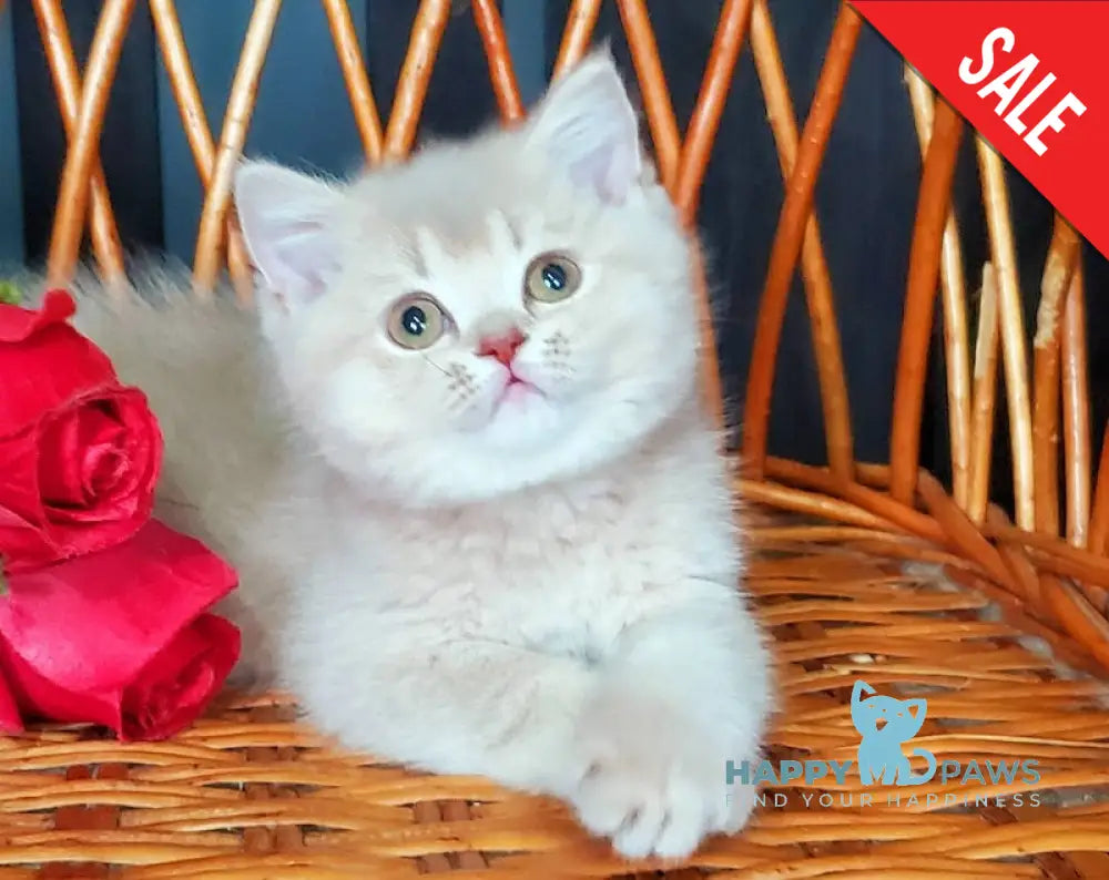 Wilma British Shorthair female lilac golden shaded live animals