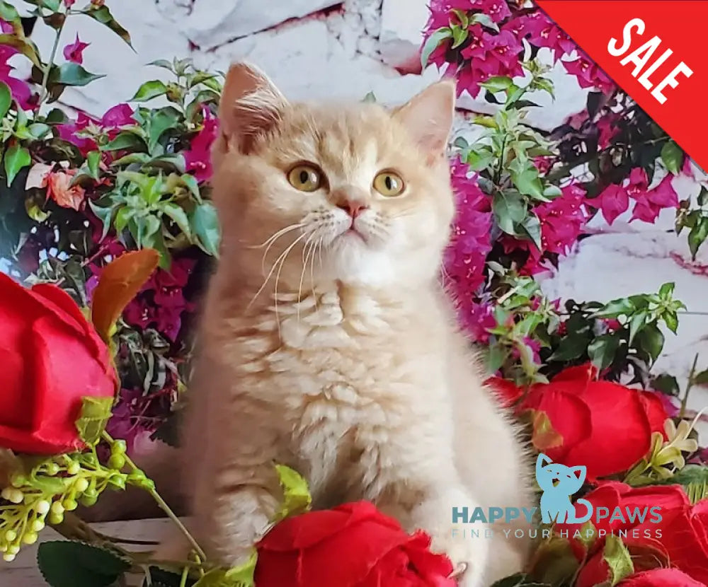 Wilma British Shorthair female lilac golden shaded live animals