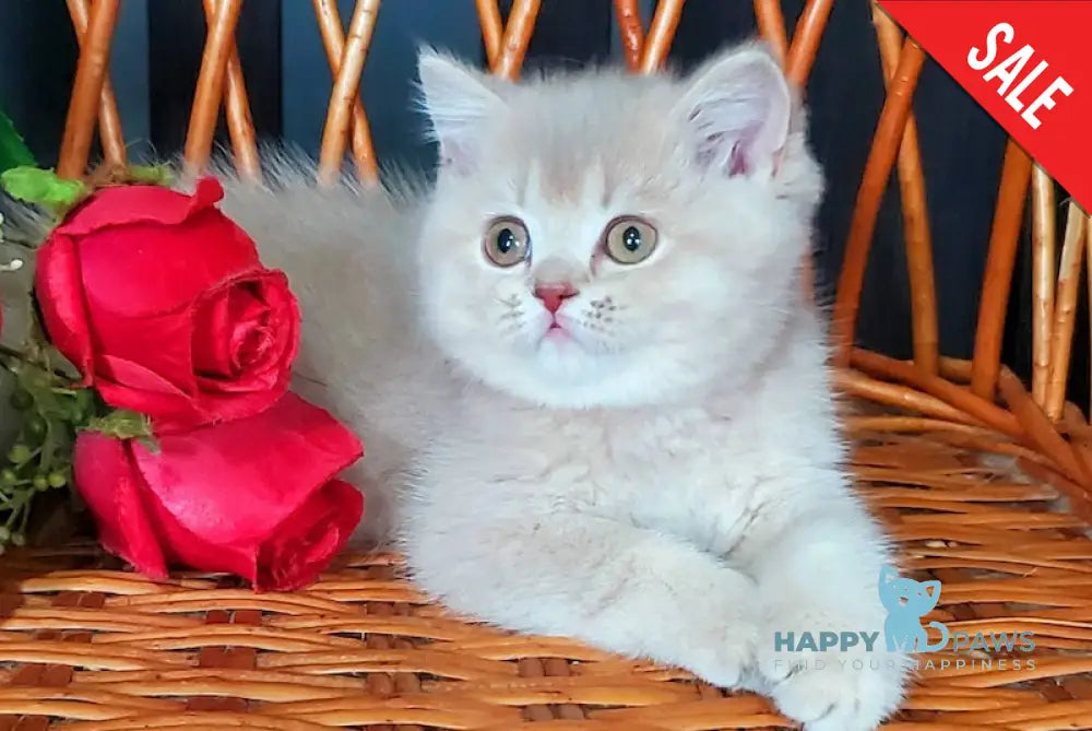 Wilma British Shorthair female lilac golden shaded live animals