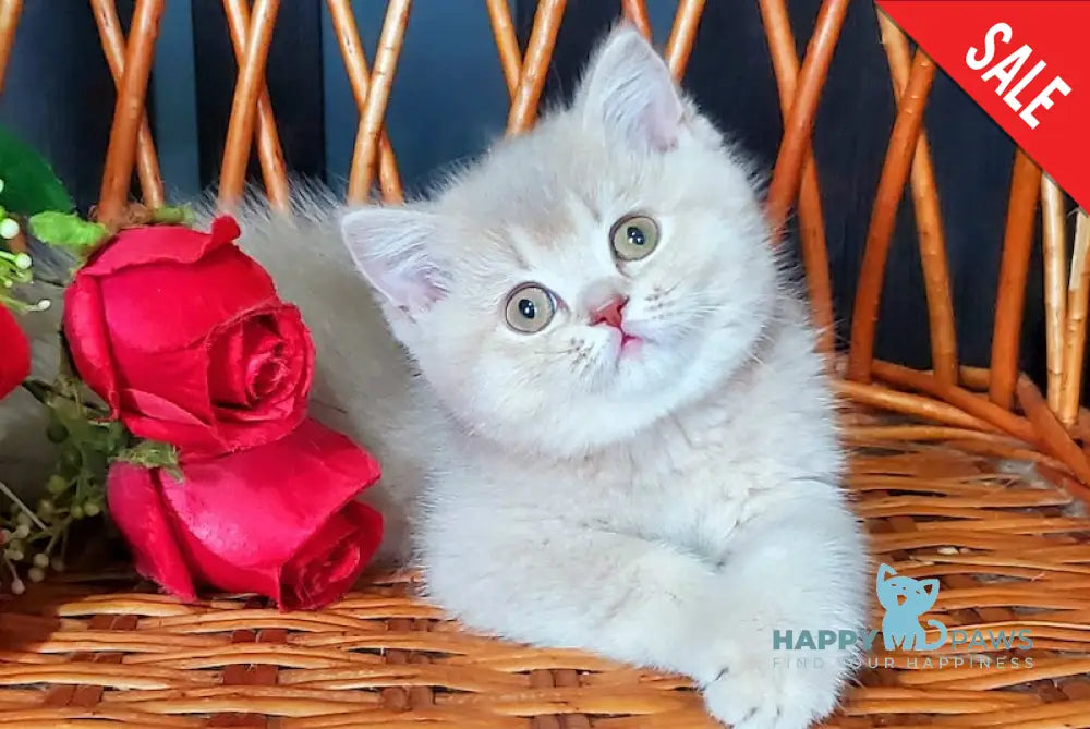 Wilma British Shorthair female lilac golden shaded live animals