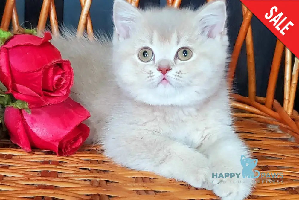 Wilma British Shorthair female lilac golden shaded live animals