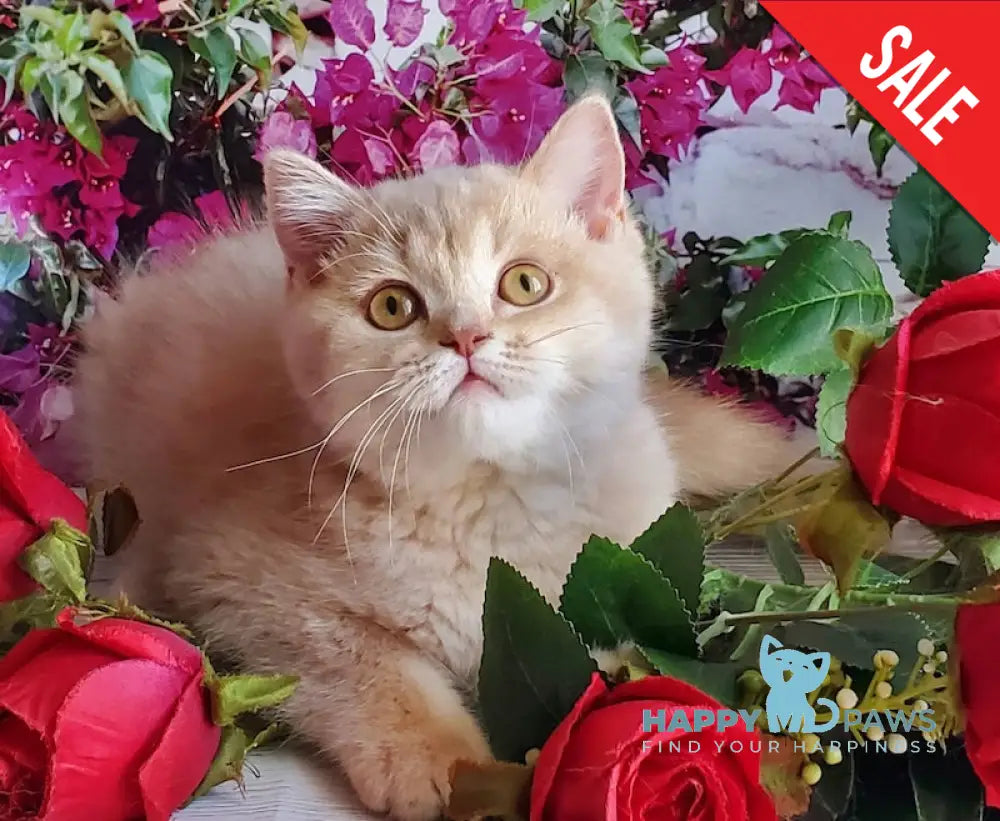Wilma British Shorthair female lilac golden shaded live animals