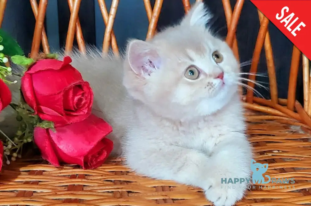 Wilma British Shorthair female lilac golden shaded live animals