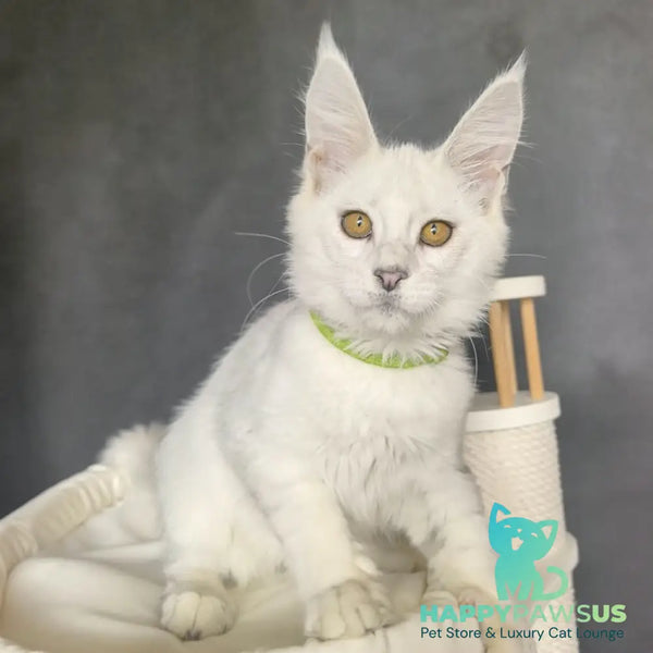 Wilma Maine Coon female black silver chinchilla - live animals