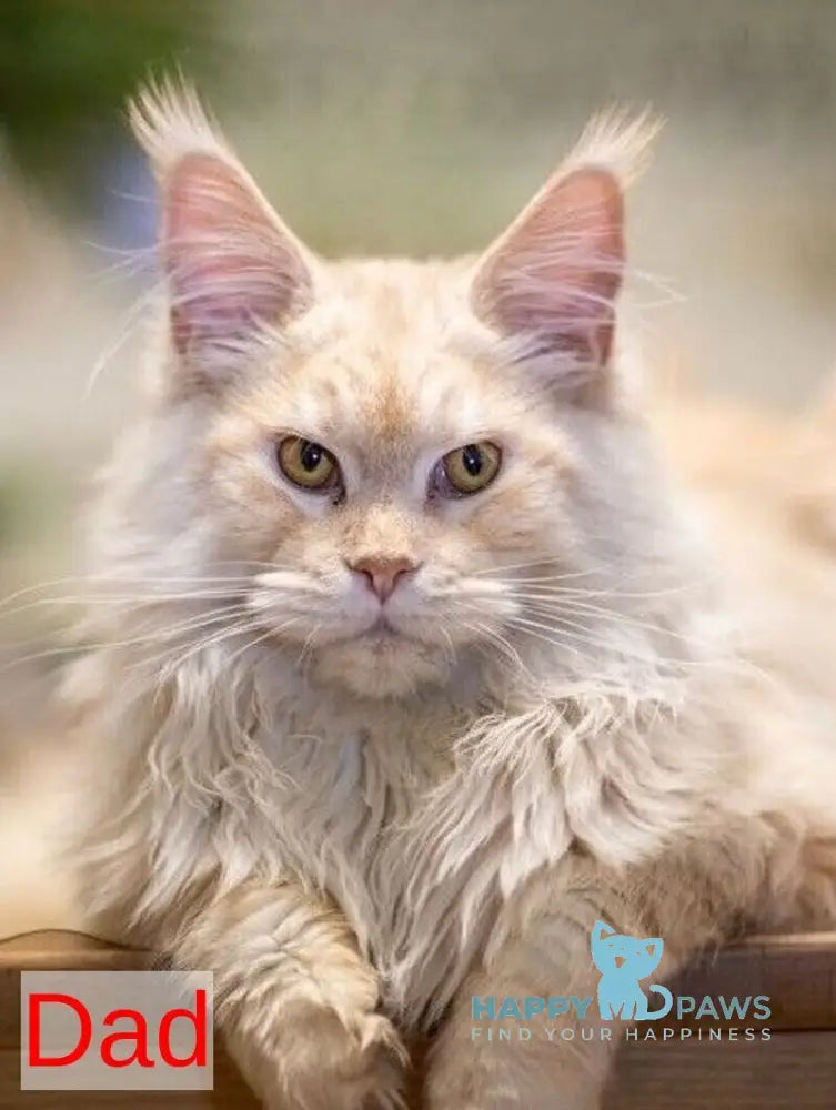 Wilma Maine Coon female red tabby live animals