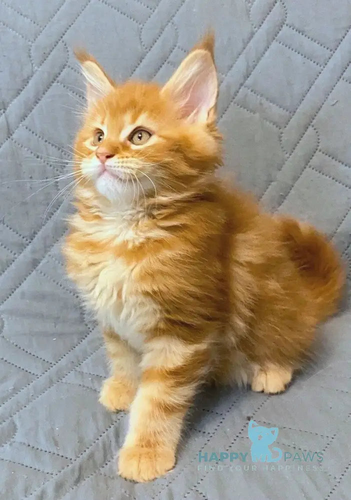 Wilma Maine Coon female red tabby live animals