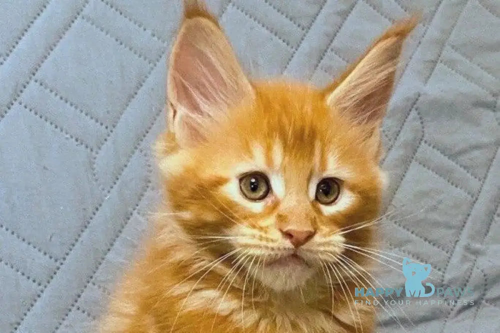 Wilma Maine Coon female red tabby live animals