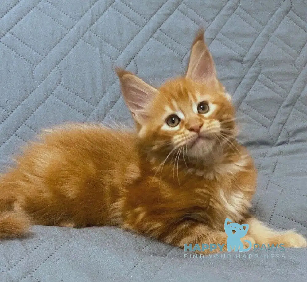 Wilma Maine Coon female red tabby live animals