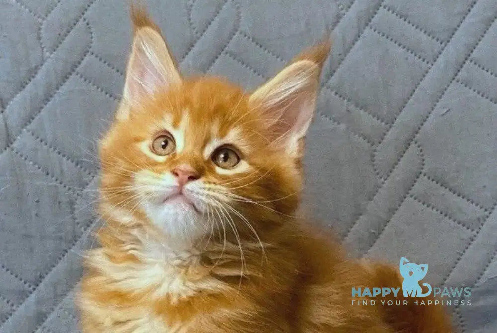 Wilma Maine Coon female red tabby live animals