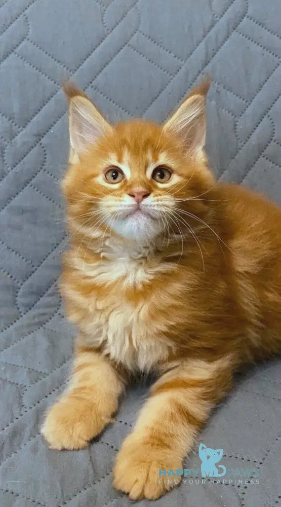 Wilma Maine Coon female red tabby live animals