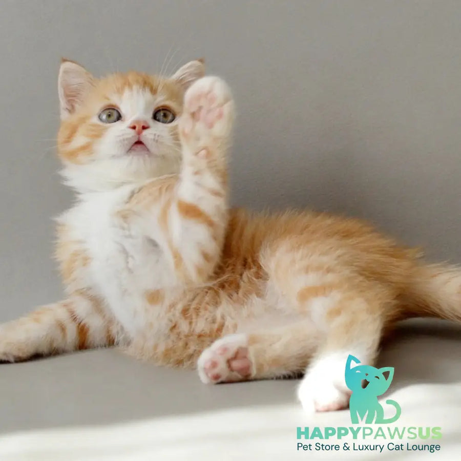 Wilma Scottish Straight female red spotted tabby bicolour - live animals