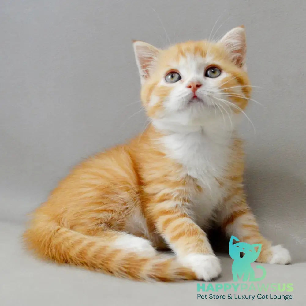 Wilma Scottish Straight female red spotted tabby bicolour - live animals