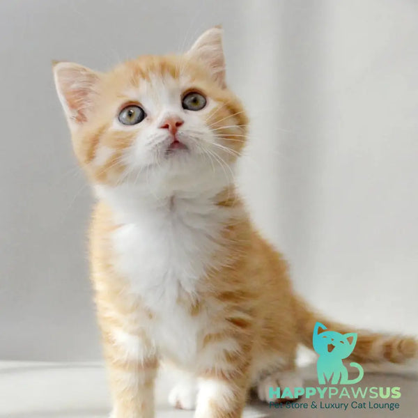 Wilma Scottish Straight female red spotted tabby bicolour - live animals