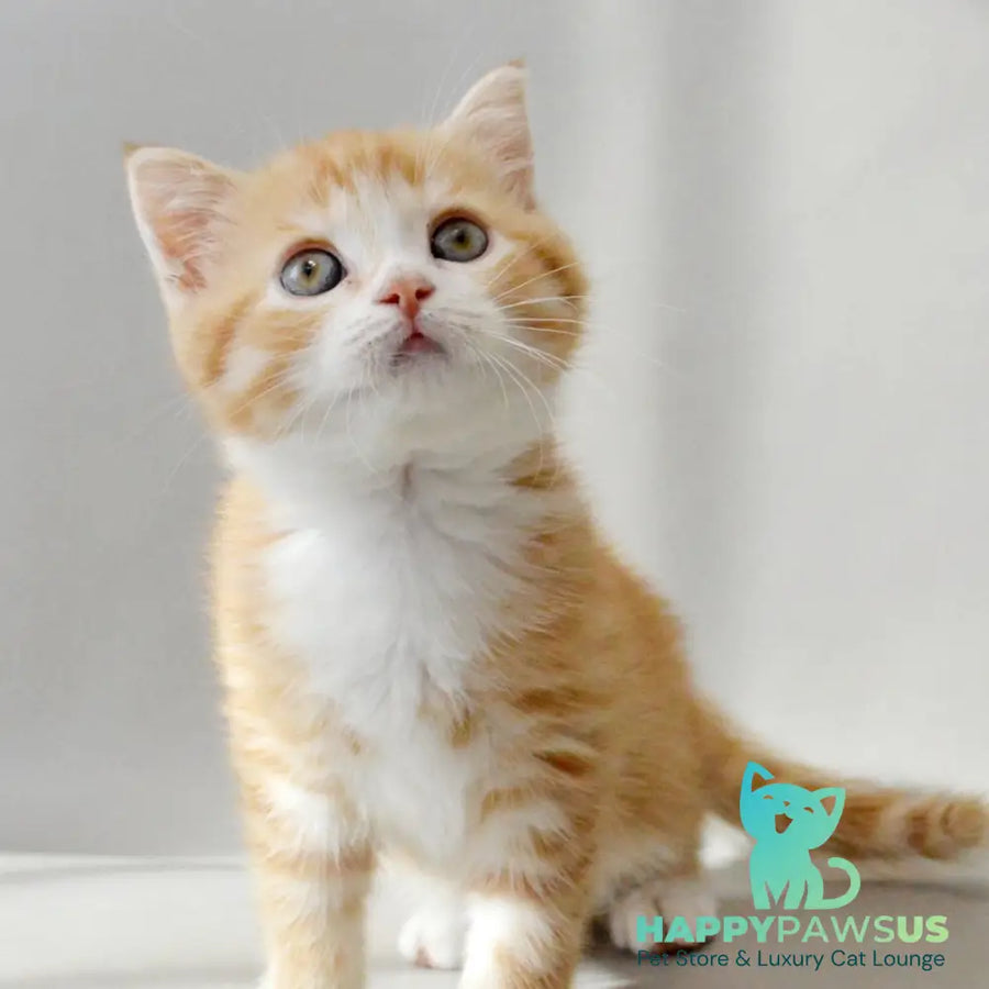 Wilma Scottish Straight female red spotted tabby bicolour - live animals