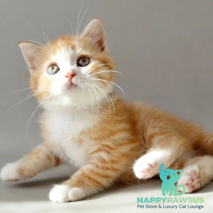 Wilma Scottish Straight female red spotted tabby bicolour - live animals