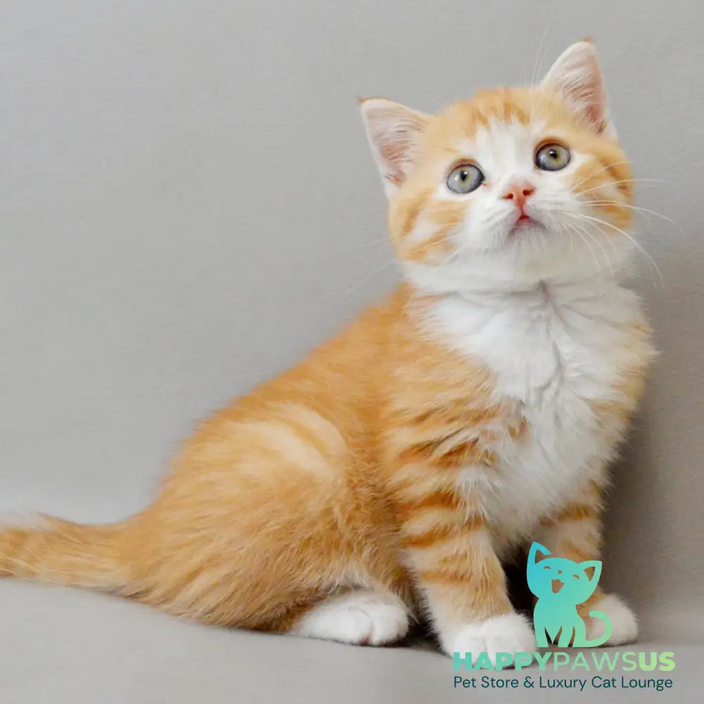 Wilma Scottish Straight female red spotted tabby bicolour - live animals