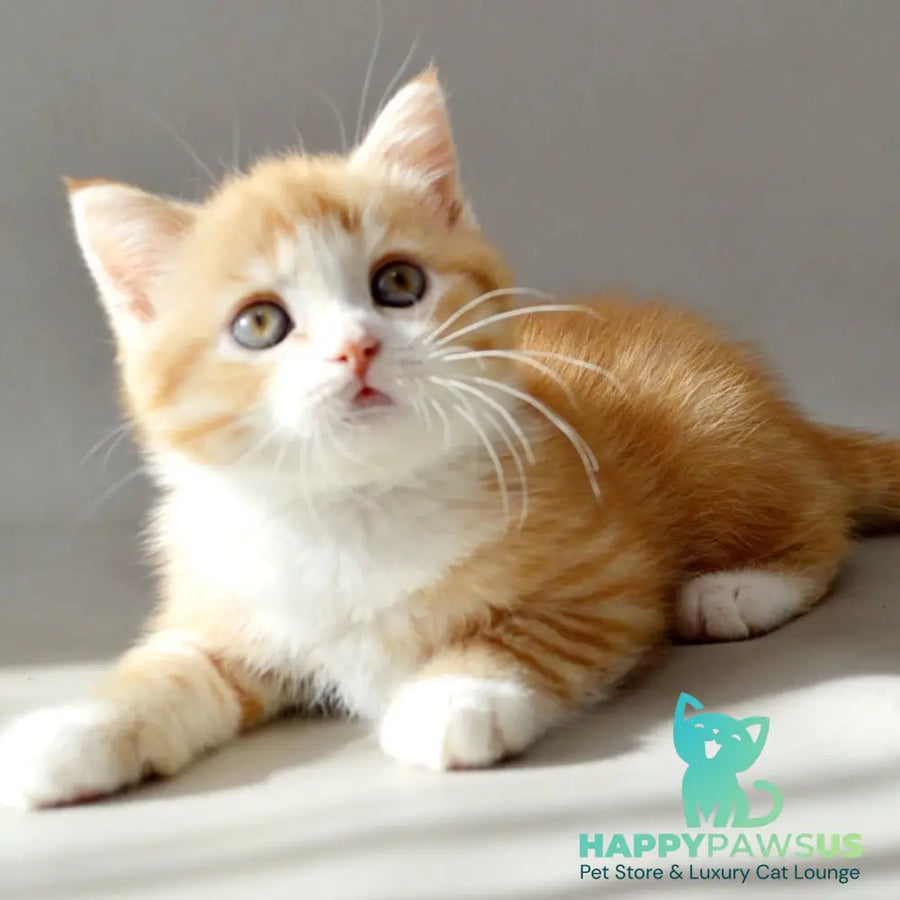 Wilma Scottish Straight female red spotted tabby bicolour - live animals