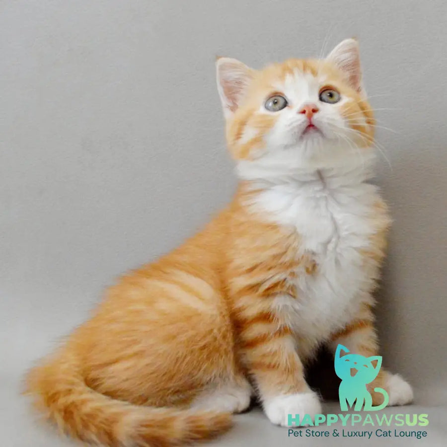 Wilma Scottish Straight female red spotted tabby bicolour - live animals