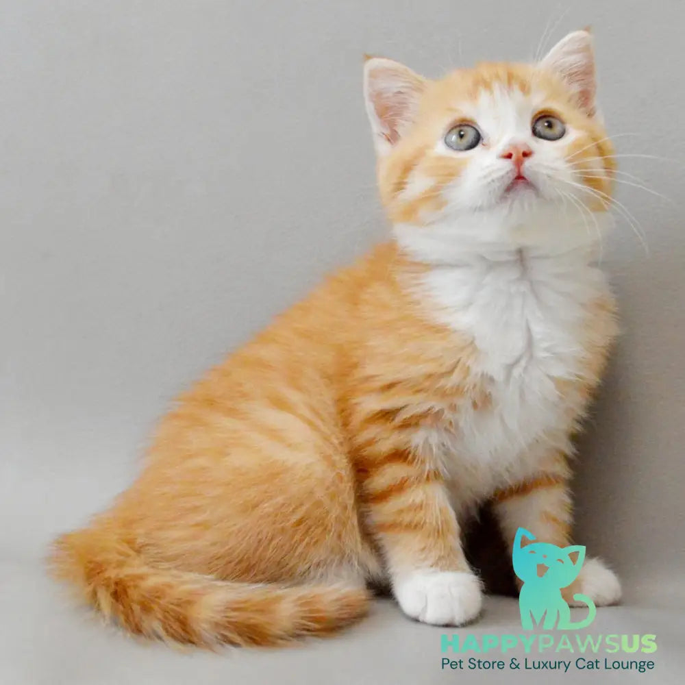 Wilma Scottish Straight female red spotted tabby bicolour - live animals