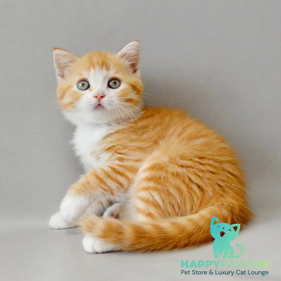 Wilma Scottish Straight female red spotted tabby bicolour - live animals