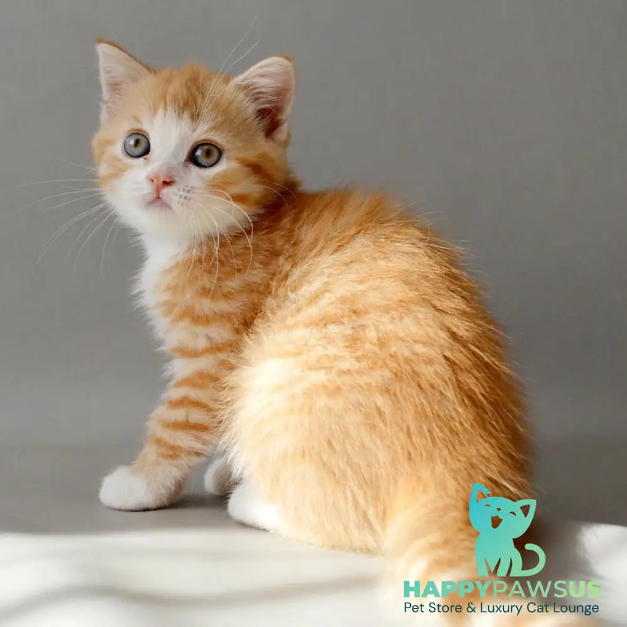 Wilma Scottish Straight female red spotted tabby bicolour - live animals