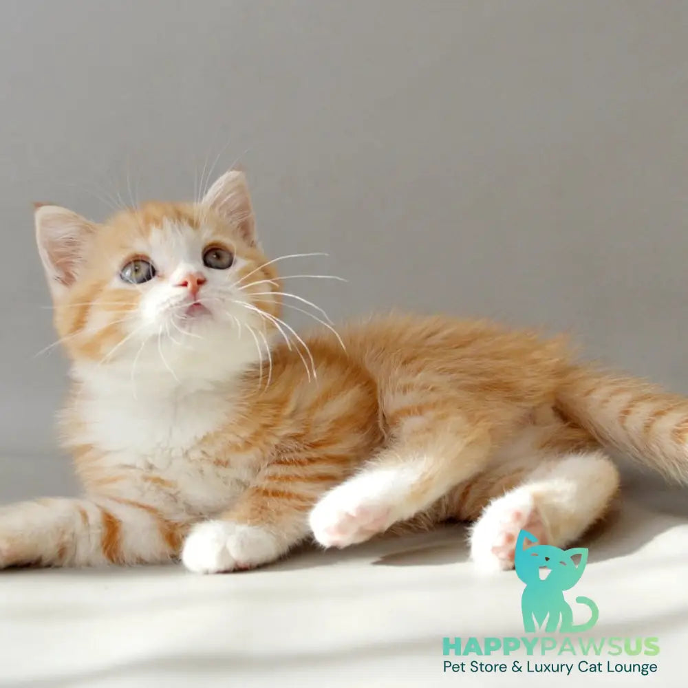 Wilma Scottish Straight female red spotted tabby bicolour - live animals