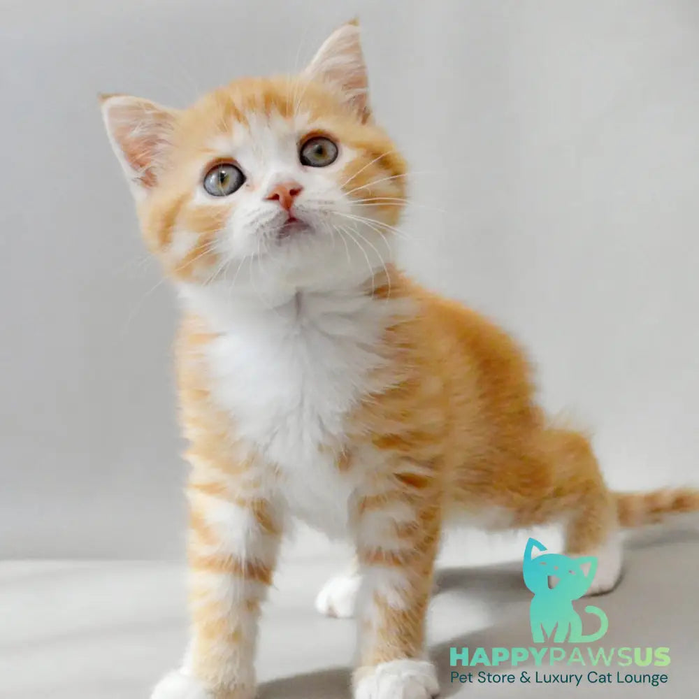 Wilma Scottish Straight female red spotted tabby bicolour - live animals