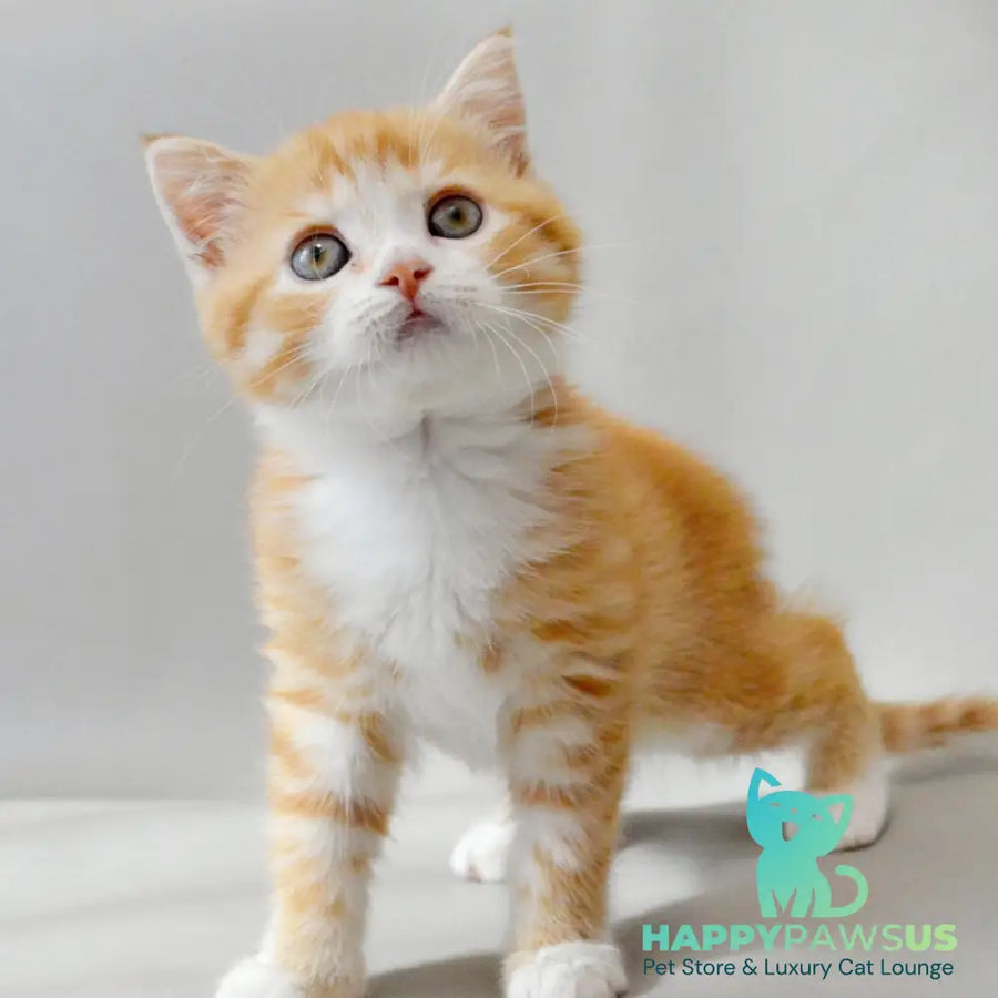 Wilma Scottish Straight female red spotted tabby bicolour - live animals