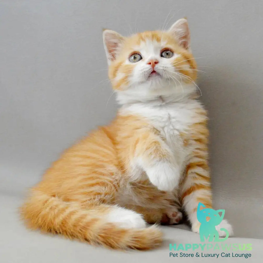 Wilma Scottish Straight female red spotted tabby bicolour - live animals