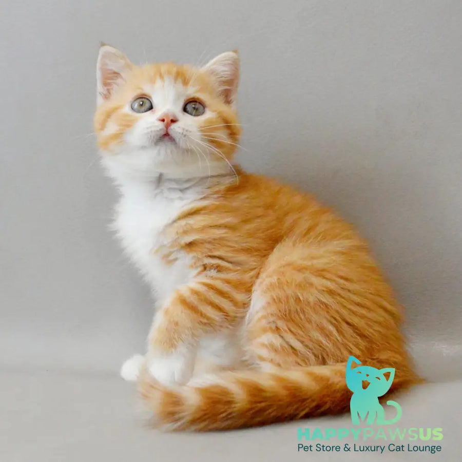 Wilma Scottish Straight female red spotted tabby bicolour - live animals