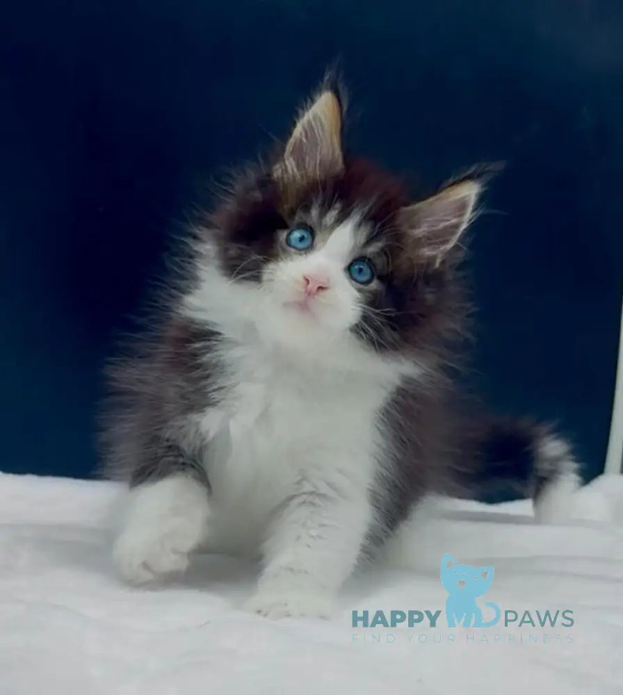 Wilson Maine Coon male black bicolour spotted tabby live animals