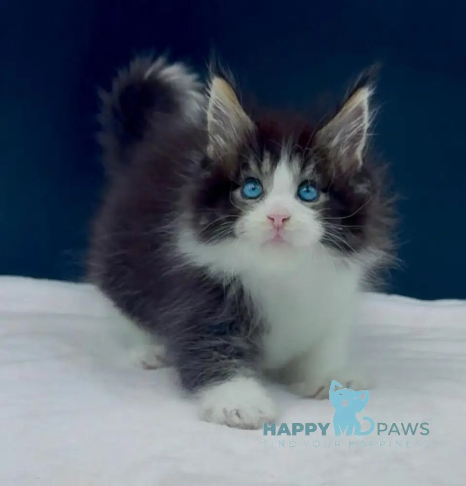 Wilson Maine Coon male black bicolour spotted tabby live animals