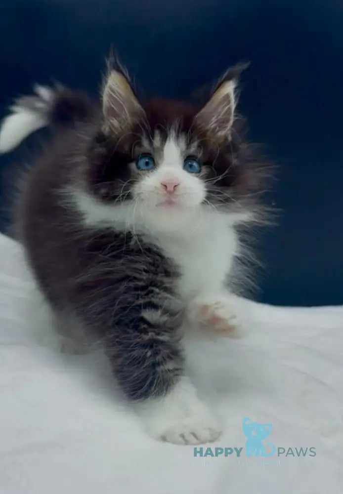 Wilson Maine Coon male black bicolour spotted tabby live animals