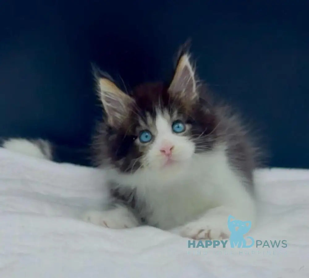 Wilson Maine Coon male black bicolour spotted tabby live animals