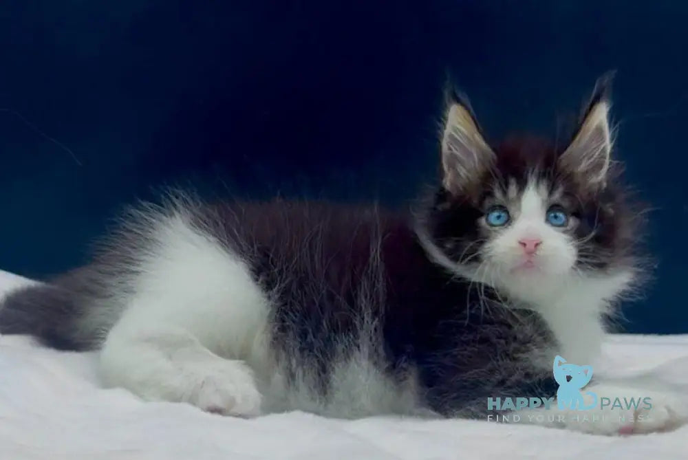 Wilson Maine Coon male black bicolour spotted tabby live animals