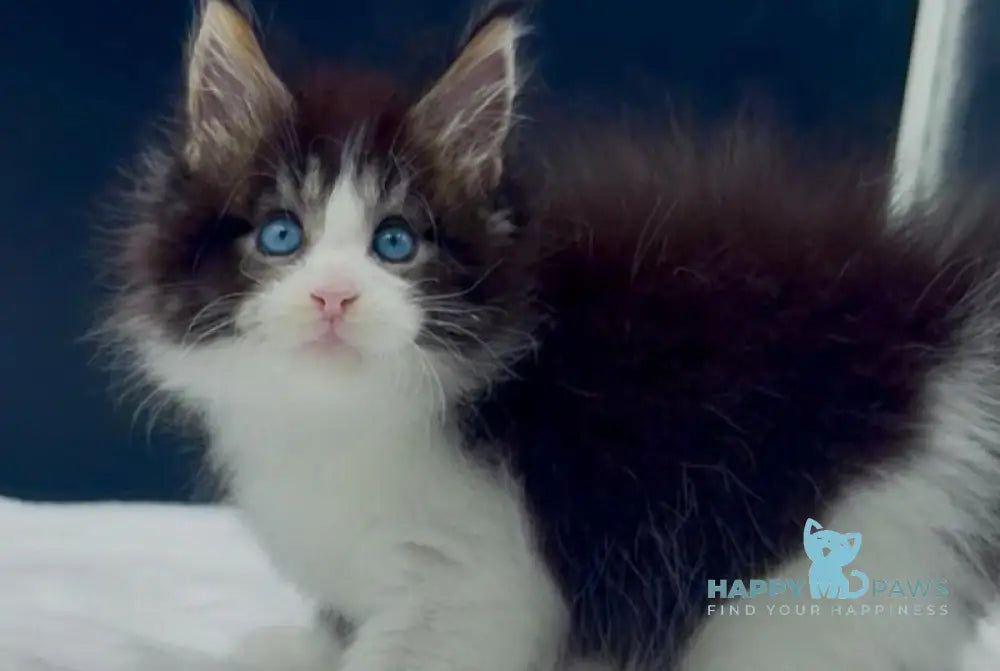 Wilson Maine Coon male black bicolour spotted tabby live animals