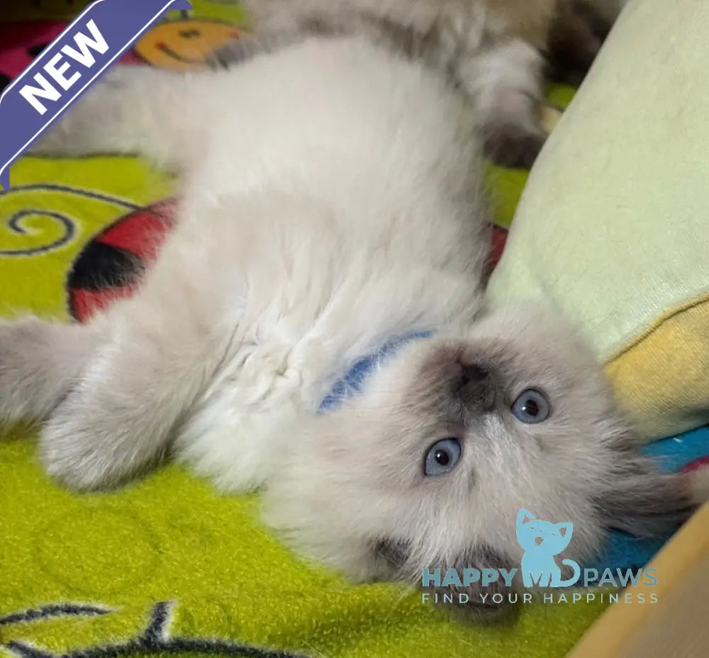 Wilson Siberian male blue pointed live animals