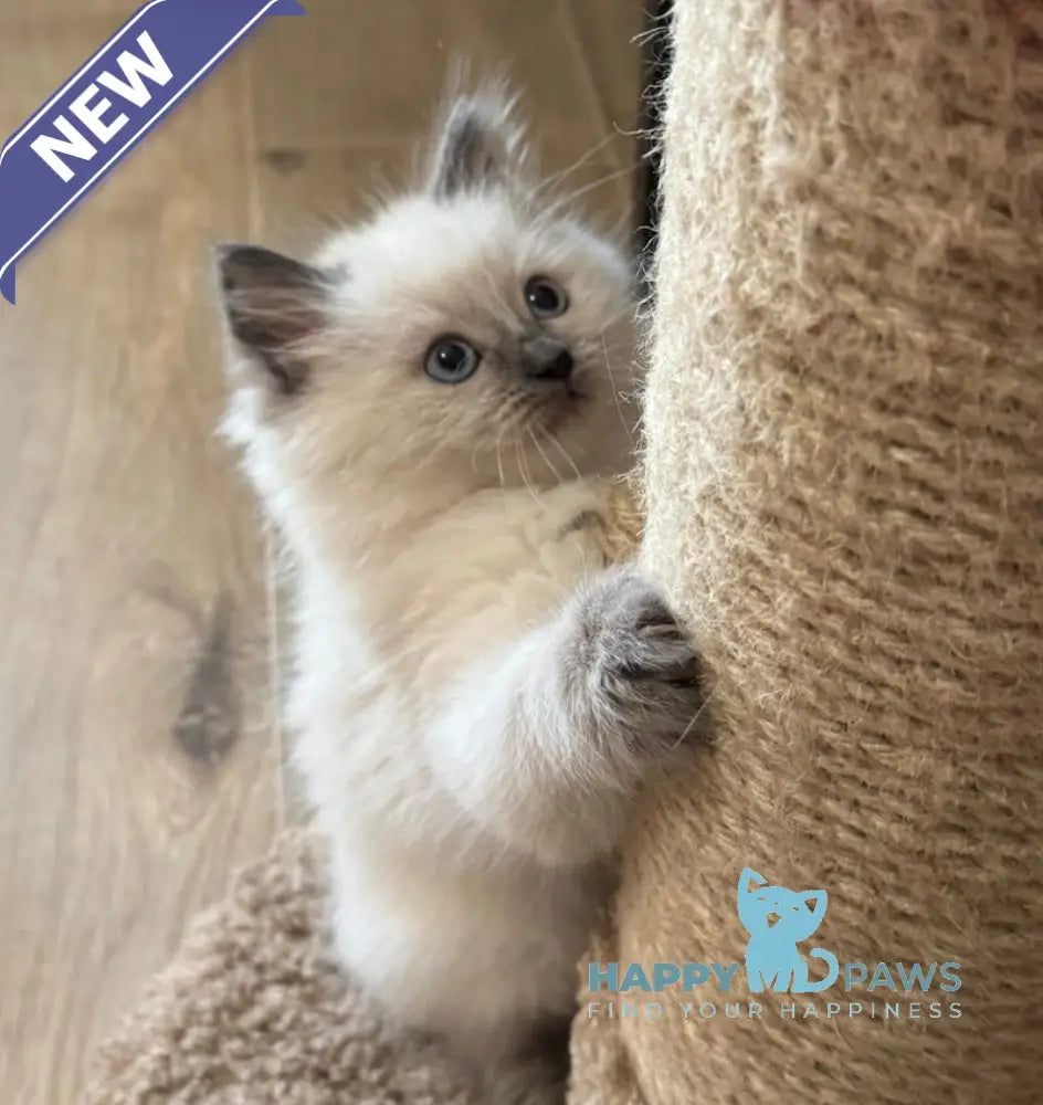 Wilson Siberian male blue pointed live animals