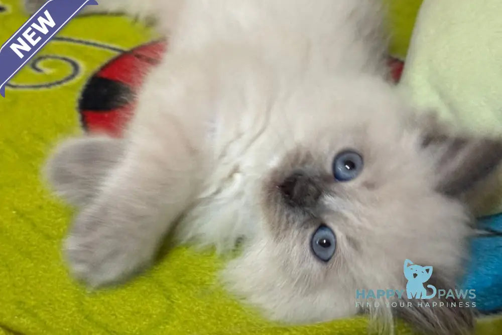 Wilson Siberian male blue pointed live animals