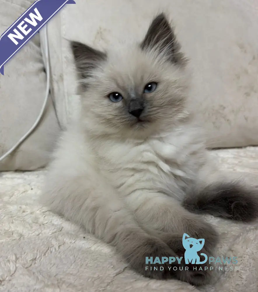 Wilson Siberian male blue pointed live animals