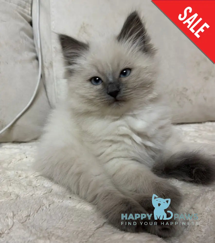 Wilson Siberian male blue pointed live animals