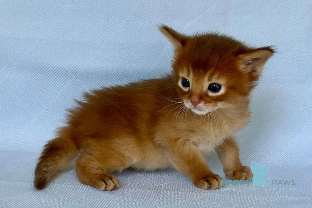 Wilson Somali male sorrel live animals
