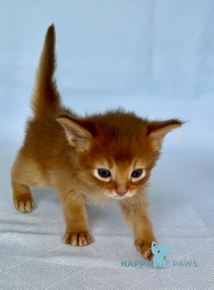 Wilson Somali male sorrel live animals